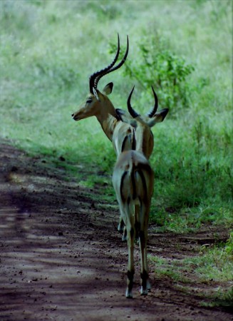 Kenia, Masai Mara (2002)